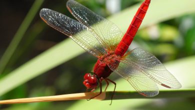 Photo of New Details Revealed About Google's Project Dragonfly