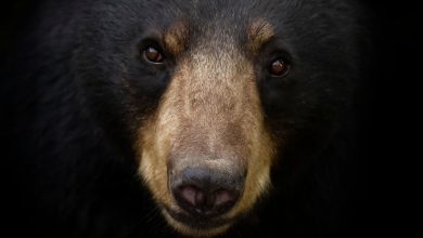 Photo of Record Setting Black Bear Taken Down in NJ