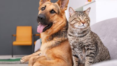 Photo of Coronavirus in Pets: Can Your Cat or Dog Get Infected With COVID-19?