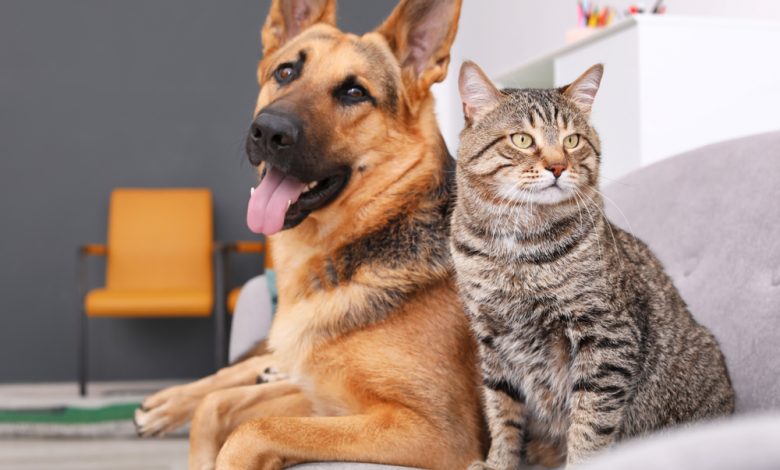 Cat and dog next to each other
