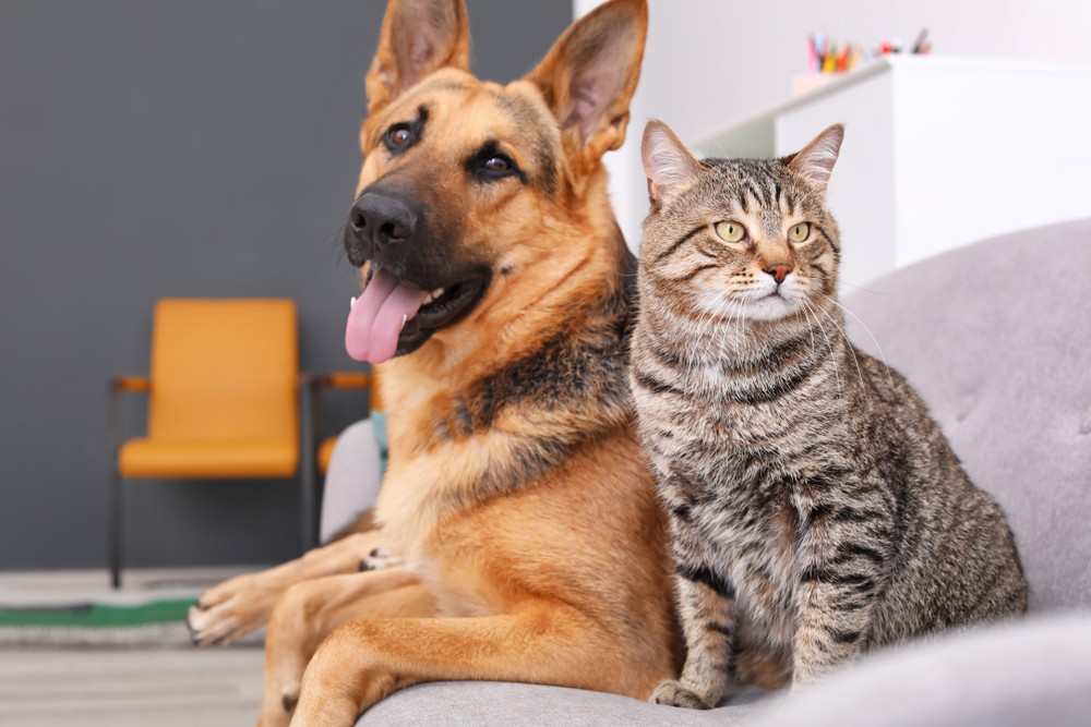 Cat and dog next to each other