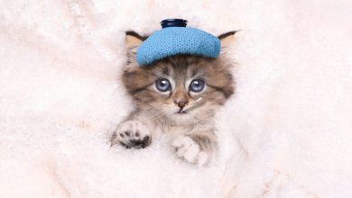 Photo of First Feline Coronavirus Infection Detected in Belgium