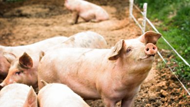 Photo of As Food Producers Idle, How Bad Will Meat Shortage Be?
