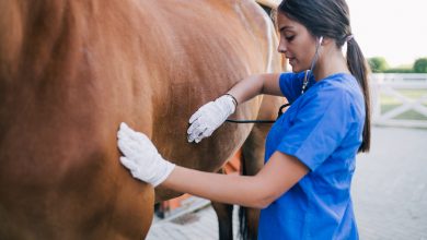 Photo of Equine Coronavirus: Horses Were Affected By Strains of Coronavirus Before the Pandemic