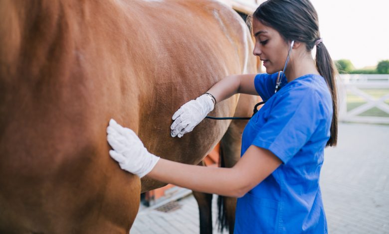 Coronavirus in Horses