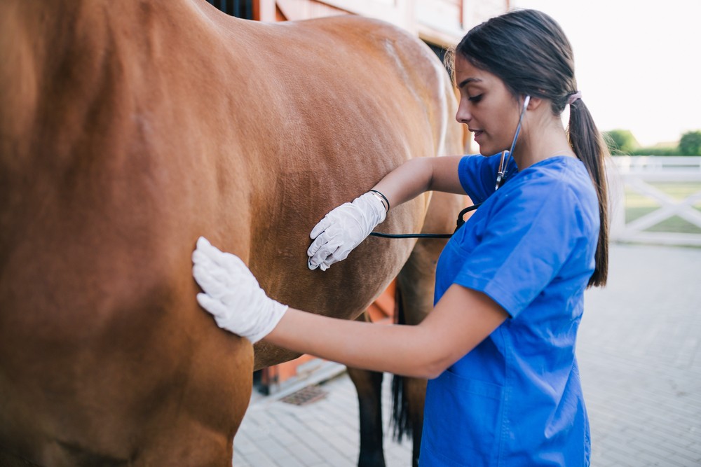 This Is Serious Double Virus Threat To Kansas Horses What You Need To Know - stadjnp