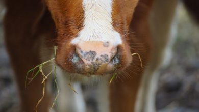 Photo of Amid Meat Shortages, 43,000 lbs of Ground Beef Recalled in US