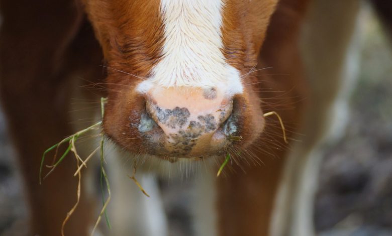 43,000 lbs of ground beef recalled