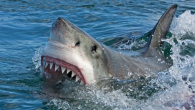 Photo of Shark Attack Claims Female Victim in Maine