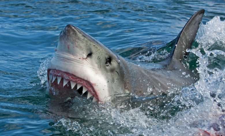 Harpswell island shark attack