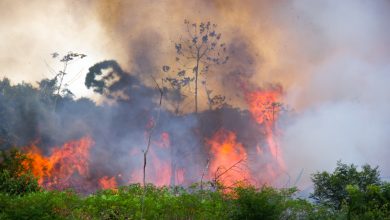 Photo of Fake News? Brazil’s Bolsonaro Calls Surging Amazon Fire Reports False