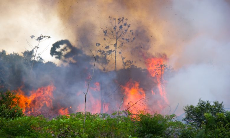 Forest Fires in Brazil