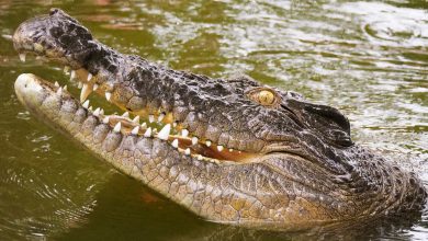 Photo of Massive Crocodile Captured In Australian Tourist Hotspot
