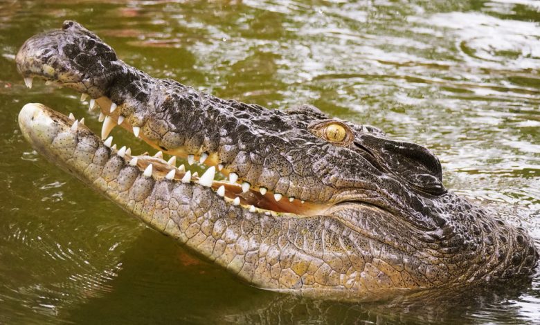 Image of Australian saltwater crocodile.