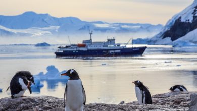 Photo of After Antarctica Cases, COVID-19 is Now Officially in Every Continent