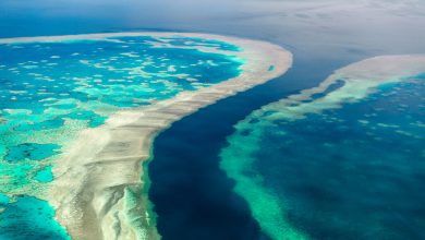 Photo of Dr. Patrick Moore: The Great Barrier Reef Is Alive and Well, Go and See It for Yourself.