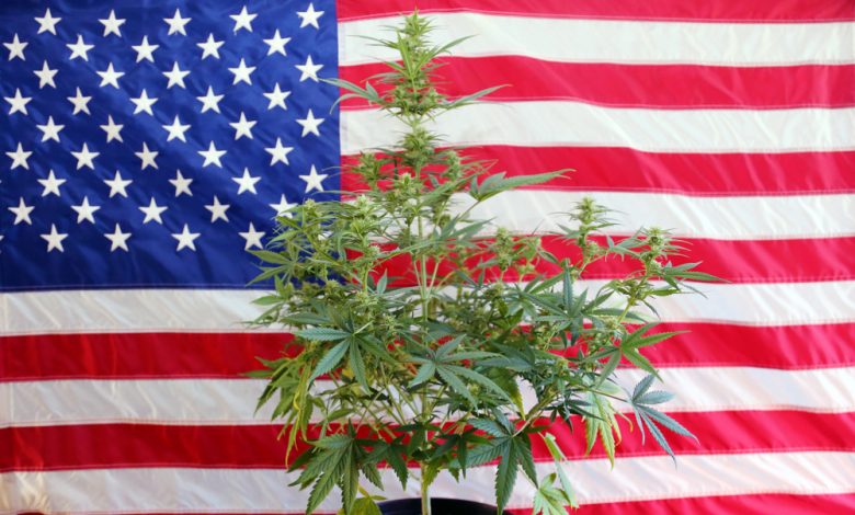 Marijuana Plant in front of an American Flag.