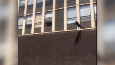 Photo of Viral Video: Watch Cat Leap From Burning Building and Walk Away