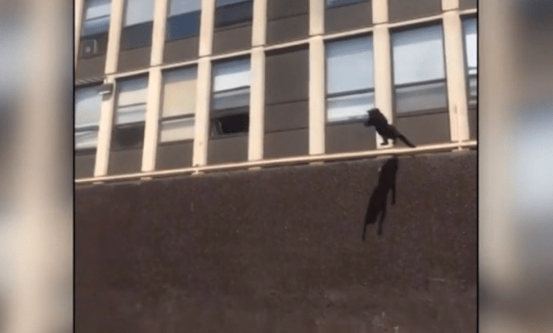 Cat leaps from burning building